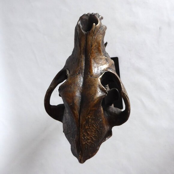 NEW REPLICA DIRE WOLF SKULL ON METAL BASE GOTHIC ODDITY SCULPTURE - Picture 8 of 10